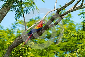 Scarlet Macaw (Ara macao) taken in Costa Rica