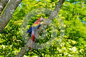 Scarlet Macaw & x28;Ara macao& x29; on a tree trunk in Alajuela, Costa Rica