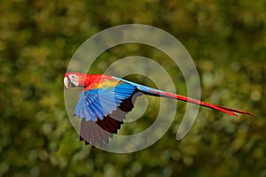 Scarlet Macaw, Ara macao, in tropical forest, Costa Rica, Wildlife scene from tropic nature. Red bird in the forest. Parrot flight