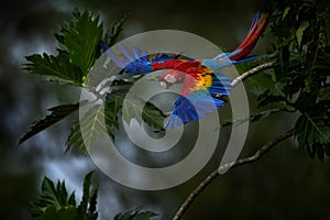 Scarlet Macaw, Ara macao, in tropical forest, Costa Rica. Wildlife scene from tropical nature. Red in forest. Red blue macaw