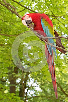 Scarlet macaw, Ara macao in tropical forrest