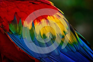 Scarlet Macaw Wing Feathers