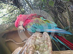 Scarlet macaw photo