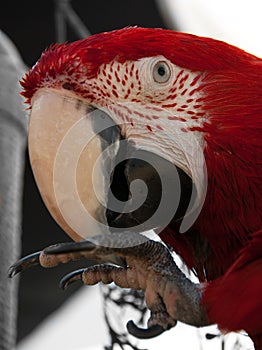 Scarlet macaw bird