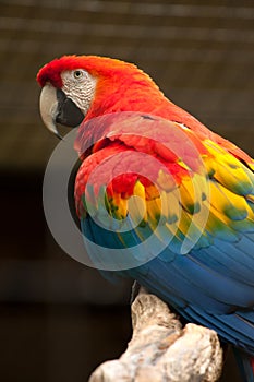 Scarlet macaw