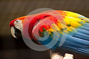 Scarlet macaw