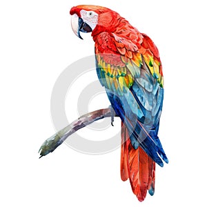 Scarlet Macaw, Bird Illustration. Watercolor Style. AI Generated