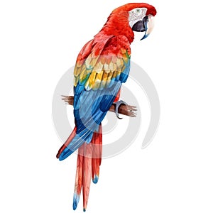 Scarlet Macaw, Bird Illustration. Watercolor Style. AI Generated