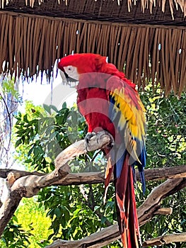 Scarlet Macaw Bird at Phoenix Zoo, Phoenix, Arizona, United States