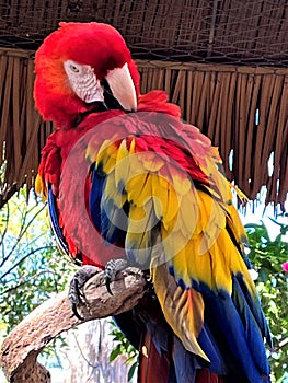 Scarlet Macaw Bird at Phoenix Zoo, Phoenix, Arizona, United States