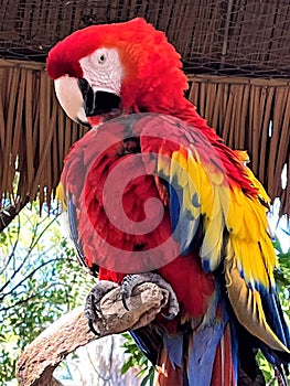 Scarlet Macaw Bird at Phoenix Zoo, Phoenix, Arizona, United States