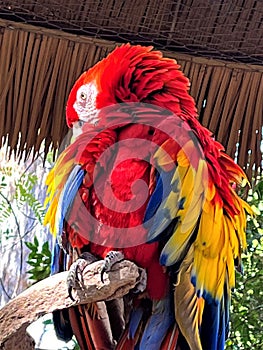 Scarlet Macaw Bird at Phoenix Zoo, Phoenix, Arizona, United States