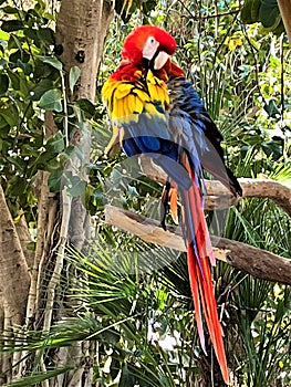 Scarlet Macaw Bird at Phoenix Zoo, Phoenix, Arizona, United States