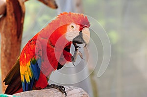 Scarlet Macaw Bird Scratching