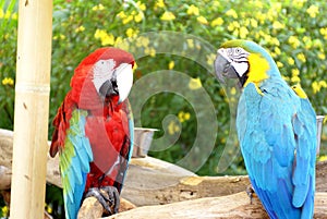 Scarlet macaw and Blue-and-yellow macaw at a butterfly garden in Fort Lauderdale