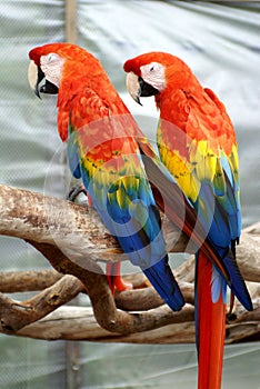 Scarlet macaw at a butterfly garden in Fort Lauderdale