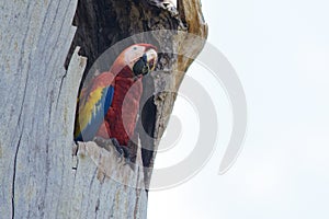 Scarlet Macaw in Carara National Park