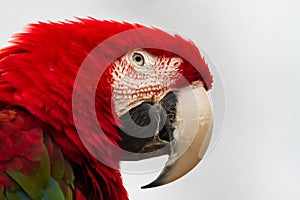 Scarlet Macaw