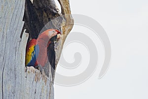 Scarlet Macaw in Costa Rica