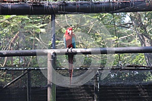 Scarlet macaw in Dehiwela zoo