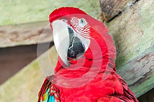 Scarlet Macaw Face