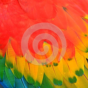 Scarlet Macaw feathers