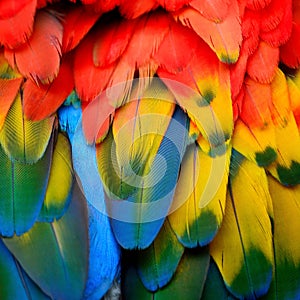 Scarlet Macaw feathers