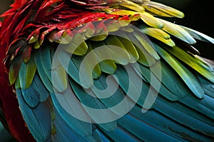 Scarlet Macaw feathers closeup