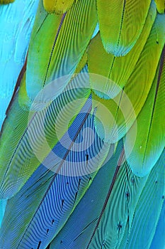 Scarlet Macaw feathers