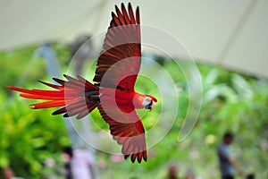 Scarlet macaw in flight