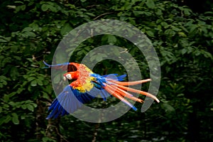 Scarlet Macaw Flying - Copan, Honduras