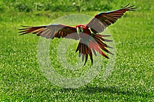 A scarlet macaw is flying freely. The bird, which has the scientific name Ara macao, has very beautiful colo