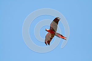 Scarlet macaw flying left