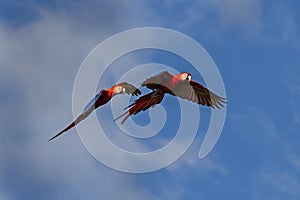 Scarlet macaw flying over the forest Costa Rica pair