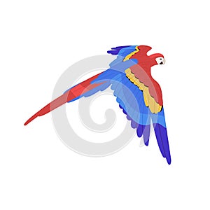 Scarlet macaw flying, spread wings. American rainforest parrot, tropical bird, ara fly in air. Exotic pet, feathered