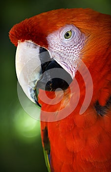 Scarlet Macaw Head Close Up Red Plumage Close Up