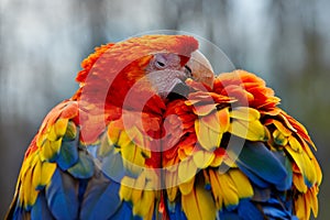 Scarlet Macaw Love Birds