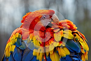 Scarlet Macaw Love Birds photo