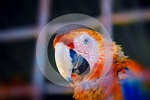 Scarlet macaw making eye contact from inside his cage in captivity close up portrait curious look