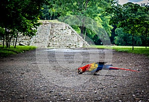 Scarlet Macaw at Mayan Ruins Archaeological site - Copan, Honduras