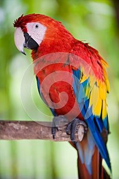 Scarlet macaw medium shot