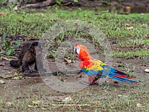 The scarlet macaw and monkey