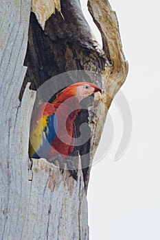 Scarlet Macaw at the nest hole entrance