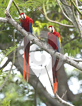 Scarlet macaw pair tree, carate, costa rica