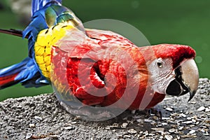 Scarlet Macaw in the Park