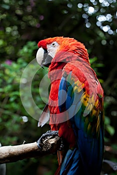 Scarlet Macaw Parrot