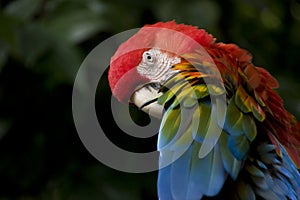 Scarlet Macaw Parrot