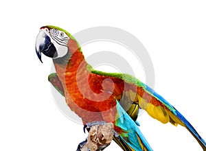Scarlet Macaw Parrot photo