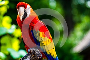 Scarlet Macaw parrot bird