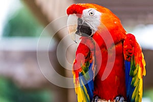 Scarlet Macaw parrot bird